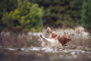 Jakie błędy popełniamy przy wyborze karmy dla psa i kota?