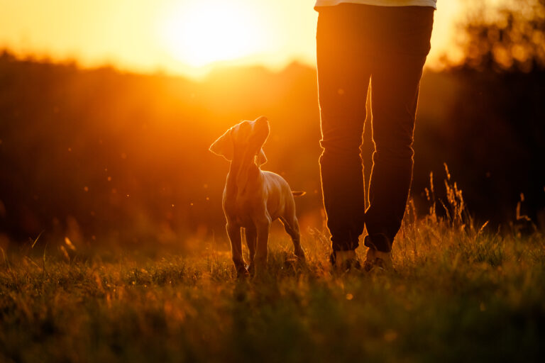 Czy puszki dla psa mogą stanowić podstawę codziennej diety?