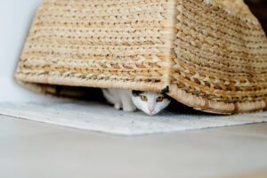 Najczęstsze błędy przy podawaniu przysmaków dla kotów